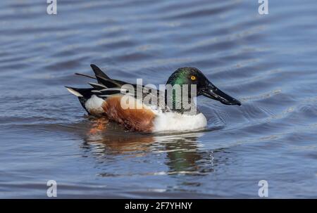 Nördliche Schaufelmaschine, Spatula clypeata, auf der flachen Küstenlagune im frühen Frühjahr. Stockfoto