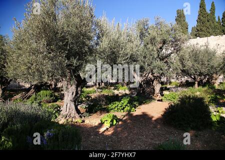 Der Garten von Gethsemane in Jerusalem Stockfoto