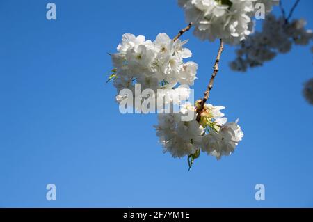 Prunus × yedoensis (Yoshino-Kirsche) blüht im Frühling Stockfoto