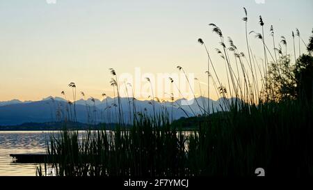 Hohes Schilf am See des Sees Varese in Italien während der Sonnenuntergangszeit. Stockfoto