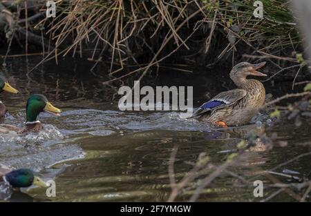 Gruppe männlicher Mallard, Anas platyrhynchos, die ein einzelnes Weibchen jagen. Feder. Stockfoto