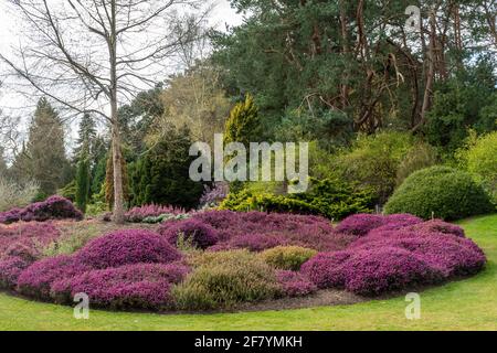 Der farbenfrohe Heidegarten im Frühling in Valley Gardens, Virginia Water, Surrey, Großbritannien Stockfoto