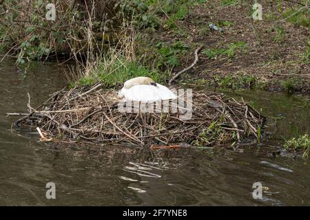 Muter Schwan (Cygnus olor) sitzt auf einem großen Nest aus Stäben am Rand des Wassers im April, Großbritannien Stockfoto