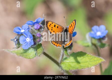 Kleiner Kupferschmetterling (Lycaena phlaeas), Großbritannien, auf grünen Alkanet-Wildblumen (Pentaglottis sempervirens) Stockfoto