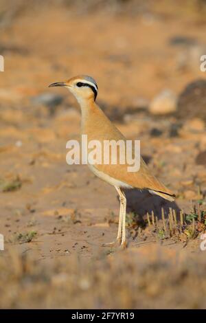 Ein erwachsener, cremefarbener Courser (Cursorius Cursor) in einer steinigen Wüste auf der Insel Fuerteventura, Kanarische Inseln Stockfoto