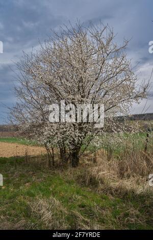 Frühes Frühjahr ländliche niederschlesische Landschaft mit blühenden Bäumen und Keimung grüne Felder Niederschlesien Polen Stockfoto