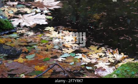 Gefallene Ahornblätter schwimmen auf dem Wasser eines kleinen Teiches im Capilano Suspension Bridge Park of Canada. Stockfoto