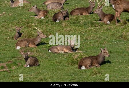 Gruppe männlicher Sika-Hirsche, Cervus nippon, ruht im Grasland an der Dorset-Küste. Stockfoto