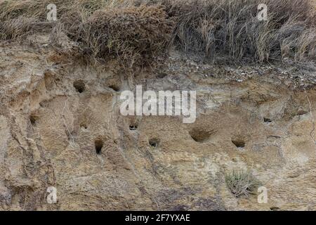 Nistlöcher von Sand martin, Riparia riparia, in sandigen Küstenklippen, Dorset. Stockfoto