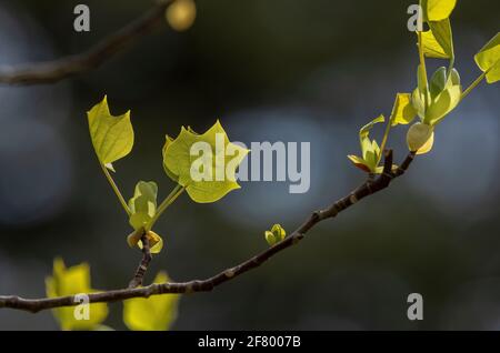 Junge Blätter von Tulpenbaum, Liriodendron tulipifera, im Frühjahr. Stockfoto
