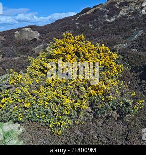 Gelber Ginsterbusch auf den North Yorkshire Moors Stockfoto