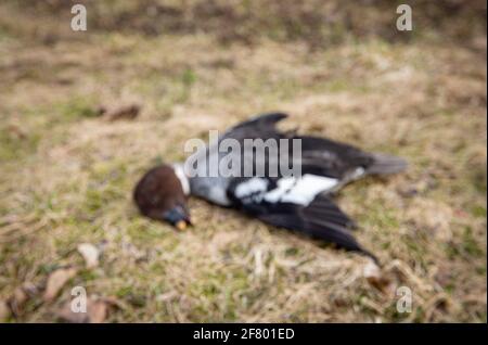 Absichtlich verschwommenes Bild des toten Wildvogels gewöhnliches Goldeneye, Vogelgrippe, bekannt als Vogelgrippe-Konzept. (Im wirklichen Leben hatte es einen Flugunfall). Stockfoto