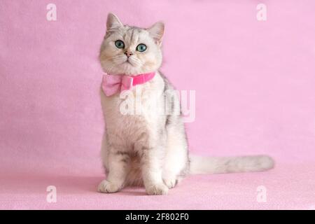 Entzückende blaue Augen weiße britische Katze trägt Hemd und Fliege Stockfoto