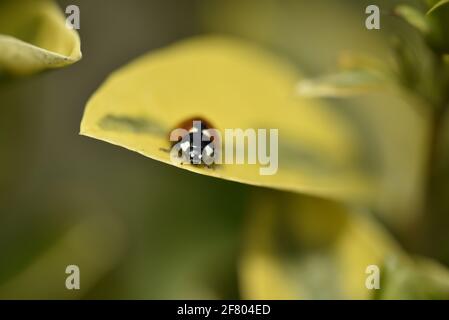 Marienkäfer mit sieben Punkten (Cocciuella 7-punctata) mit Blick auf ein Privates Heckenblatt in einem Garten in Staffordshire, Großbritannien, im Frühjahr Stockfoto