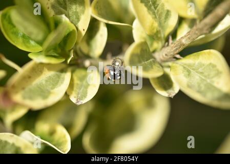 Marienkäfer mit sieben Flecken (Cocciuella 7-punctata), der im Frühjahr kopfüber in einer privaten Heckenart in einem Garten in Staffordshire, England, Großbritannien, aufgehängt wird Stockfoto