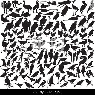 Vektor Illustrationen schwarze Silhouetten Vögel auf weiß Stock Vektor