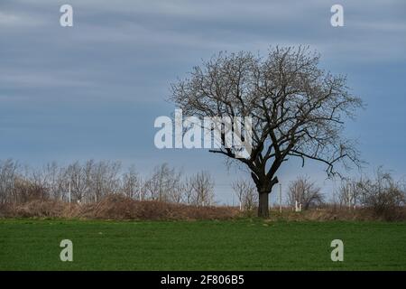 Frühes Frühjahr ländliche niederschlesische Landschaft mit blühenden Bäumen und Keimung grüne Felder Niederschlesien Polen Stockfoto