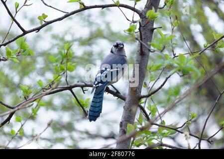 Ein erwachsener blauer eichelhäher-Vogel, der Anfang des Frühlings auf einem Tre-Zweig mit spärlichen grünen Blättern thronte, Blick auf das Rückengefieder und Kopf, der direkt auf die Kamera schaute Stockfoto