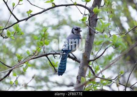 Ein erwachsener blauer eichelhäher-Vogel thronte Anfang Frühling auf einem Tre-Zweig mit spärlichen grünen Blättern, Blick auf das Rückengefieder und den Kopf, der zur Seite schaute Stockfoto