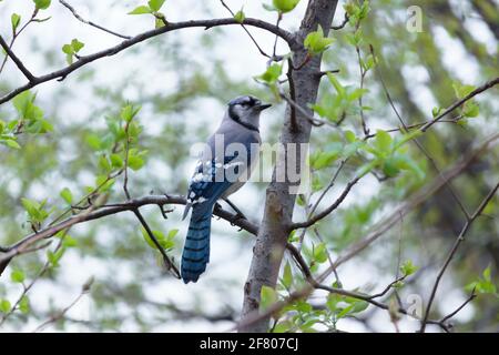 Ein erwachsener blauer eichelhäher-Vogel thronte Anfang Frühling auf einem Tre-Zweig mit spärlichen grünen Blättern, Blick auf das Rückengefieder und den Kopf, der zur Seite schaute Stockfoto