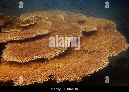 Schöne gesunde Korallen mit Rifffischen auf Apo Island, Philippinen Stockfoto