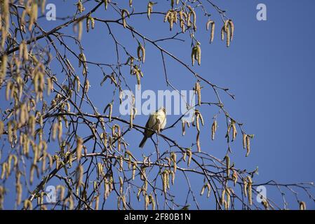 Gemeine Chiffchaff (Phylloscopus collybita) auf dem Cannock Chase Forest in the Spring, thront zwischen Silberbirkenkatzen Stockfoto