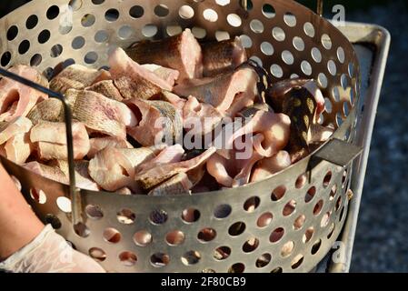 Der traditionelle Fisch kocht mit ganzen Stücken frischen Lake Michigan-Weißfischs, die in den kochenden Topf mit Wasser, Door County, Wisconsin, USA, fallen gelassen werden Stockfoto