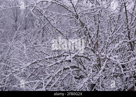 Alter Baum mit Schnee bedeckt Stockfoto