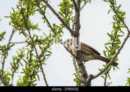 Gorrion .Cuenca del Rio San Pedro, Naturalia Stockfoto