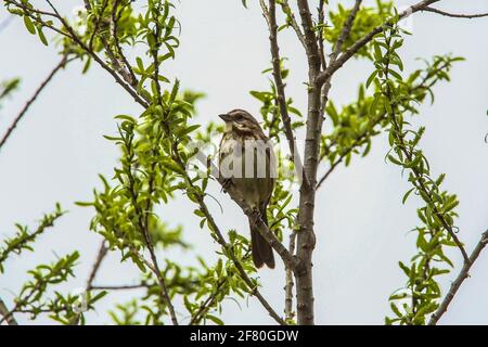 Gorrion .Cuenca del Rio San Pedro, Naturalia Stockfoto