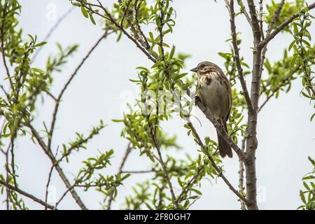 Gorrion .Cuenca del Rio San Pedro, Naturalia Stockfoto