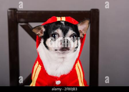 Nahaufnahme eines Chihuahua vor grauem Hintergrund Stockfoto