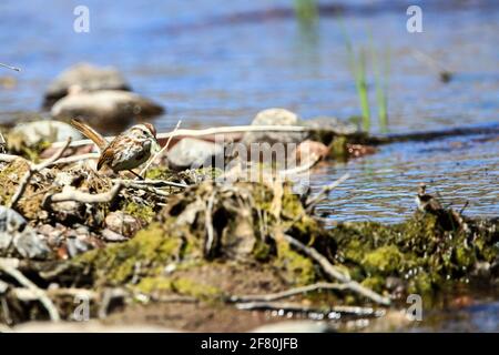 Sperling am Rande des Baches im Flussbecken des San Pedro in der Gemeinde San Santa Cruz, Sonora (Foto von Luis Gutierrez) Gorrion a la orila del aroyo en la cuenca del rio San Pedro el municipio de San Santa Cruz, Sonora (Foto von Luis Gutierrez) Stockfoto