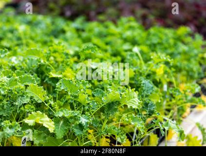 Konzentrieren Sie sich auf einen kleinen Teil des Grünkochses in Pot auf einem Tisch Standpunkt Stockfoto