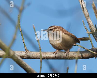 Nahaufnahme eines entzückenden Carolina-Wren-Vogels (Thryothorus ludovicianus) auf einem Ast sitzend Stockfoto