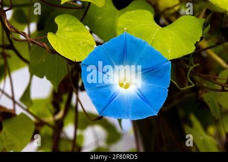 Runde geometrische Form blaue Blume offen mit Blättern in der Hintergrund Stockfoto