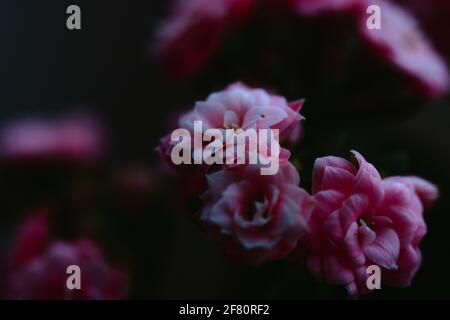 Nahaufnahme von schönen rosa floribunda Blumen in einem Garten Stockfoto