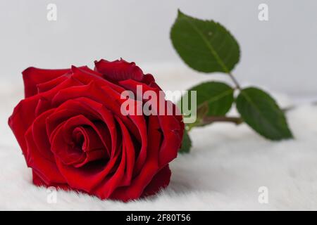 Leuchtend rote Rose auf einer pelzigen Decke Stockfoto