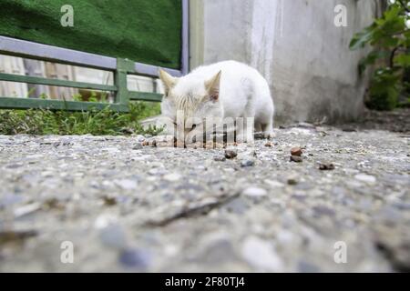 Streunende Katzen essen auf der Straße, Detail von verlassenen Tieren Stockfoto