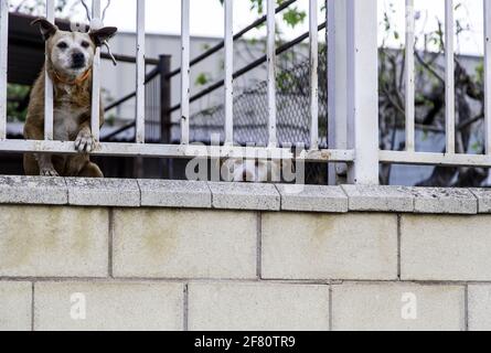 Hund in geschlossenen Kennel, ausgesetzten Tiere, Missbrauch Stockfoto