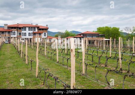 Der Weinberg im Wein- und Spa-Komplex Starosel, Bulgarien Stockfoto