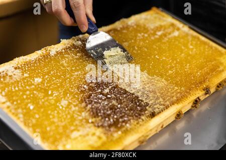 Hand hält einen Metallspatel und entfernt Bienenwachs aus einem Schiefer Voller frischem Honig Stockfoto