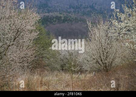 Frühes Frühjahr ländliche niederschlesische Landschaft mit blühenden Bäumen und Keimung grüne Felder Niederschlesien Polen Stockfoto