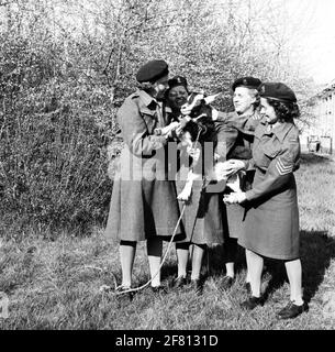 Soldaten von Frauen helfen Korps (VHK) auf dem Foto mit einer Ziege. Stockfoto