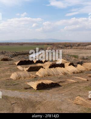 Geerntetes Zuckerrohr in Pfählen, Lake Eber, Cay, Afyonkarahisar, Türkei Stockfoto