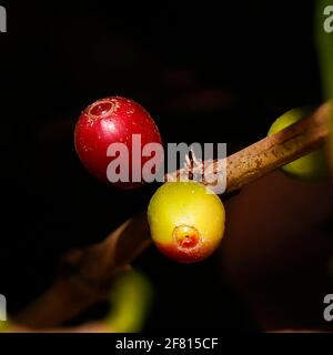 Frische reife und grüne Kaffeebohne auf einem Zweig Stockfoto