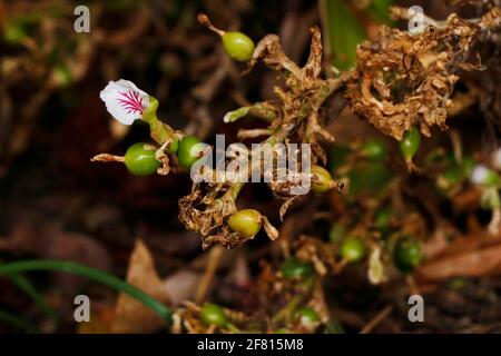 Cardamon oder Cardamum - ein Gewürz aus den Samen von Mehrere Pflanzen in den Gattungen Elettaria und Amomum in der Familie Zingiberaceae auf der Pflanze Stockfoto