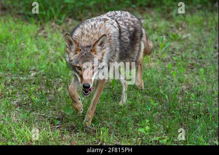 Kojote für Erwachsene (Canis latrans) Schritte nach vorne Zunge Lolling Sommer - gefangenes Tier Stockfoto