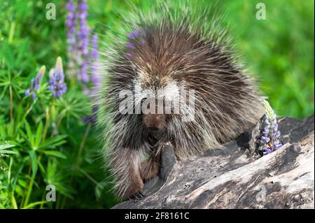 Stachelschwein (Erethizon dorsatum) Blickt über den Spur von Log Summer - ein gefangenes Tier Stockfoto