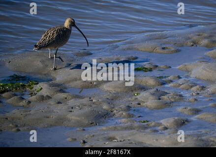 Long Billed Curlew in der Nähe von Monterey, Kalifornien Stockfoto